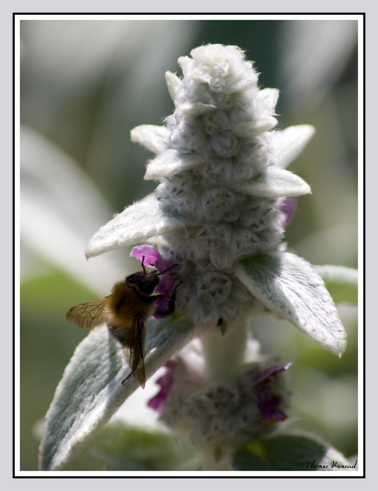 Hummel bei der Arbeit