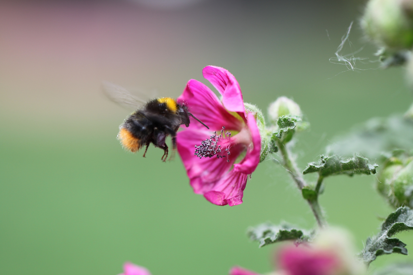 Hummel bei der Arbeit