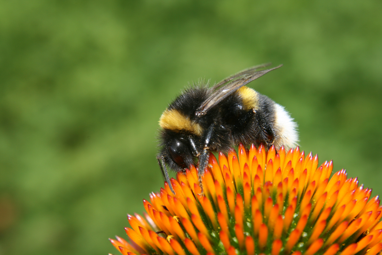 Hummel bei der Arbeit