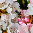 Hummel bei der  Arbeit