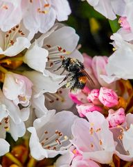 Hummel bei der  Arbeit