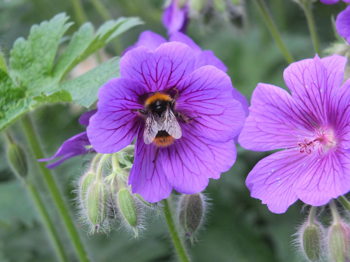 Hummel bei der Arbeit