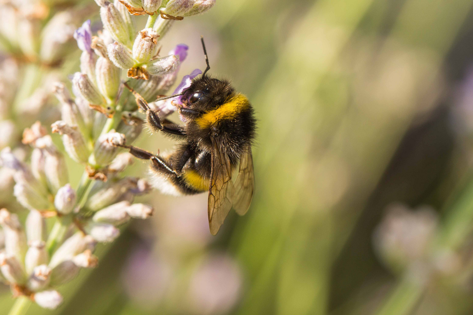 Hummel bei der Arbeit