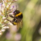 Hummel bei der Arbeit