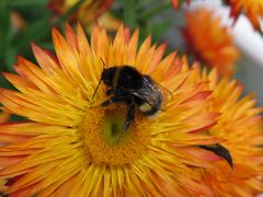 Hummel bei der Arbeit