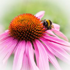 Hummel bei der Arbeit