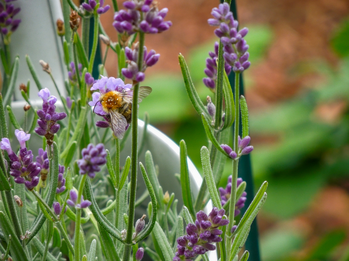 Hummel bei der Arbeit