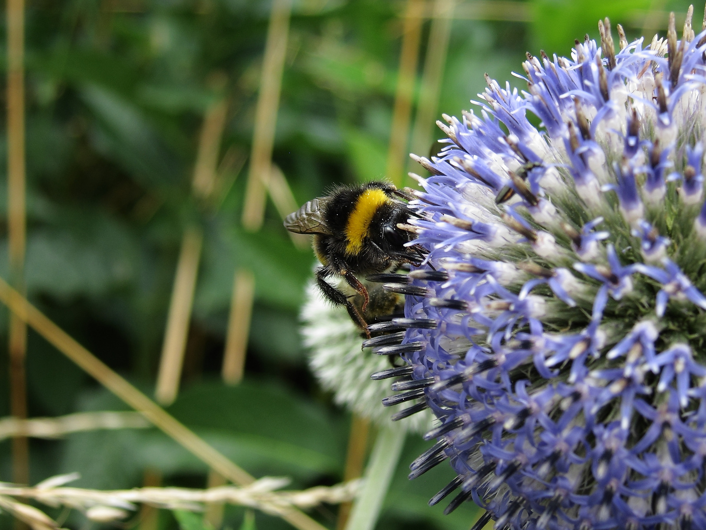 Hummel bei der Arbeit !