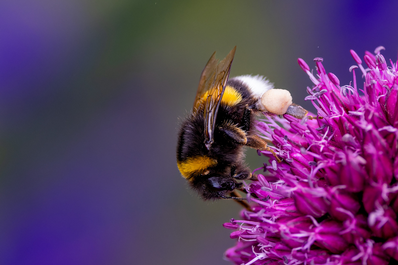 Hummel bei der Arbeit