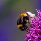 Hummel bei der Arbeit