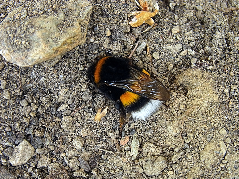 Hummel bei der Arbeit