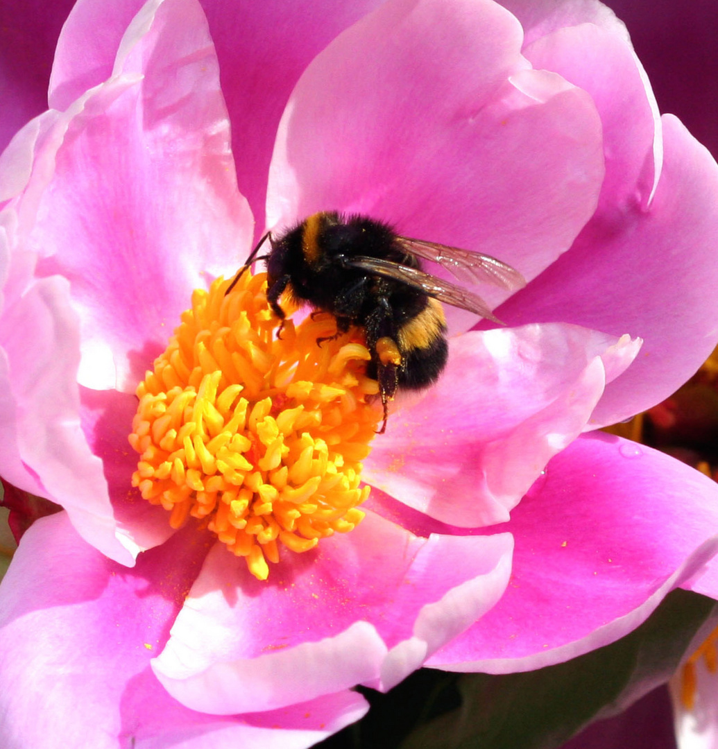 Hummel bei der Arbeit