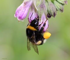 Hummel bei der Arbeit