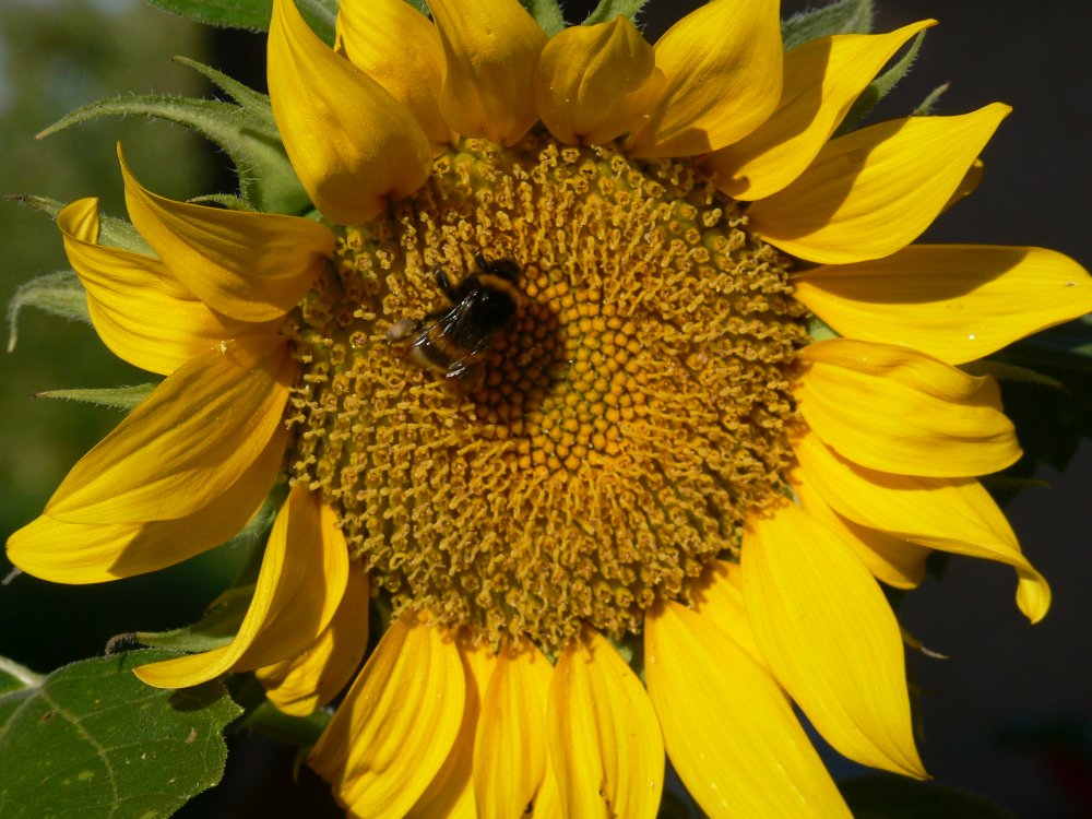 Hummel bei der Arbeit