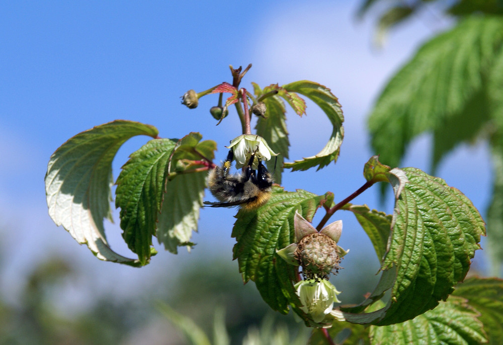 Hummel bei der Arbeit