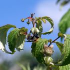 Hummel bei der Arbeit