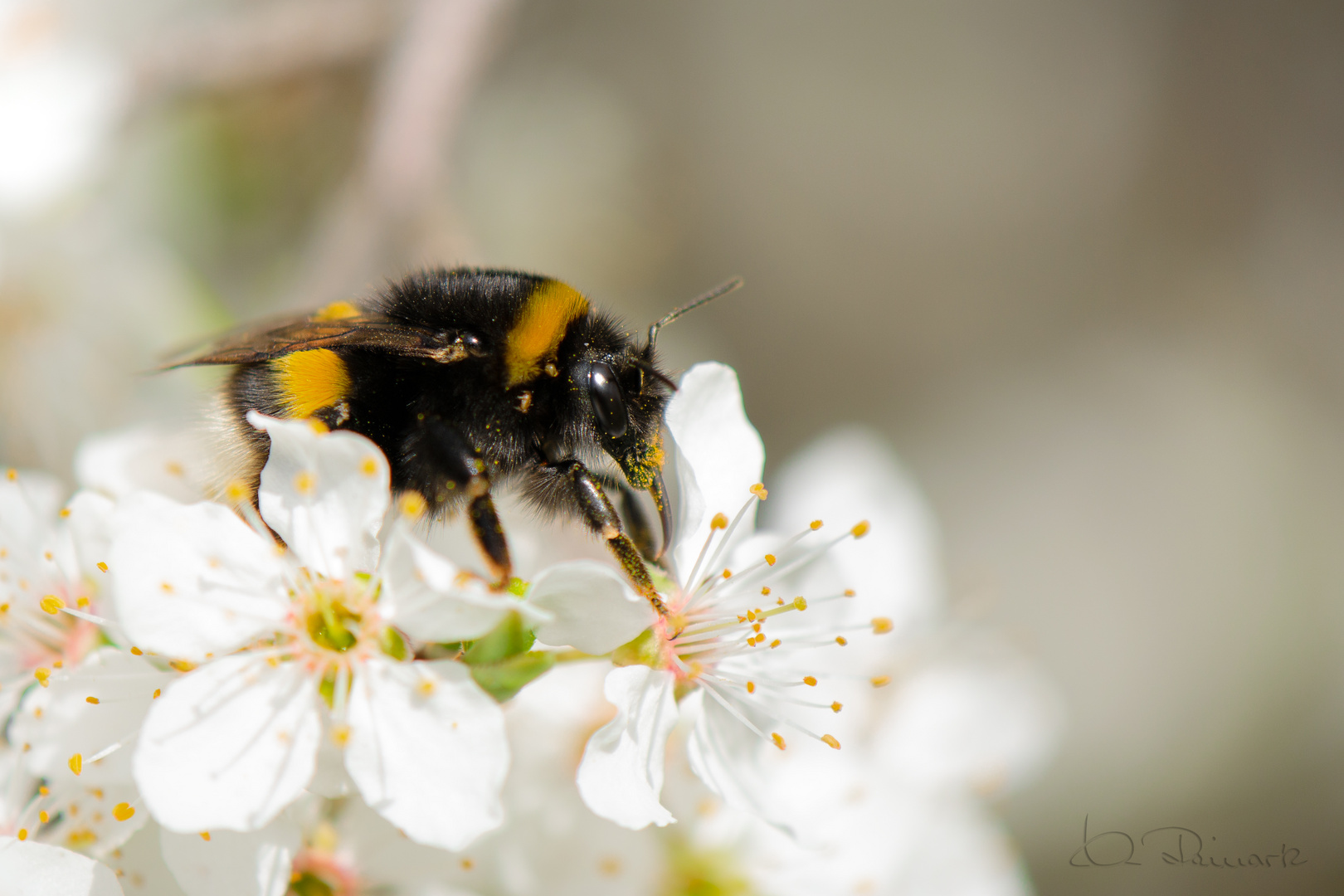 Hummel bei der Arbeit