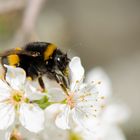 Hummel bei der Arbeit