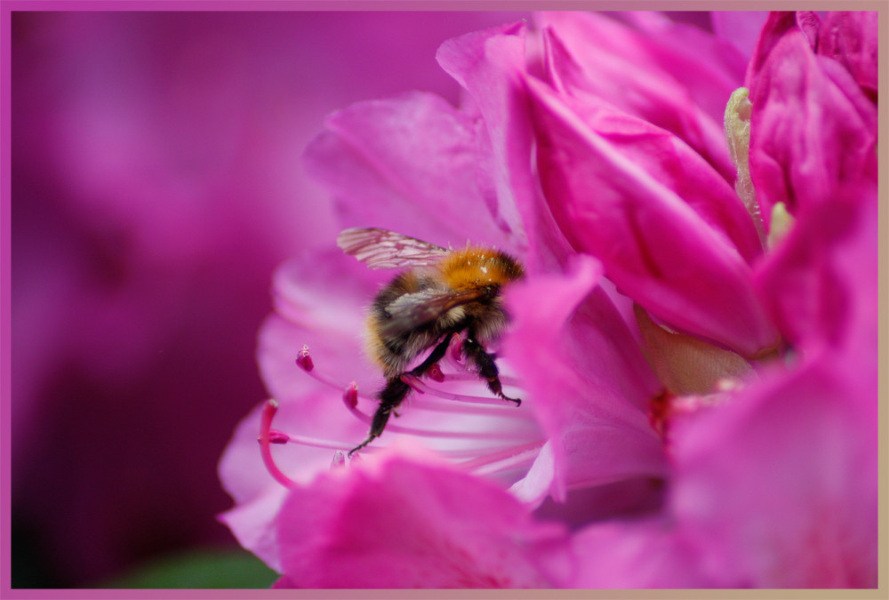 Hummel bei der Arbeit !