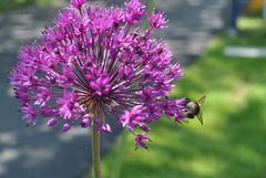 Hummel bei der Arbeit