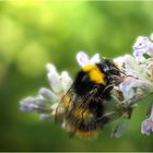 Hummel bei der Arbeit