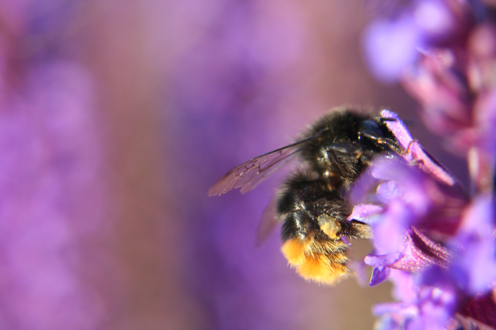 Hummel bei der Arbeit