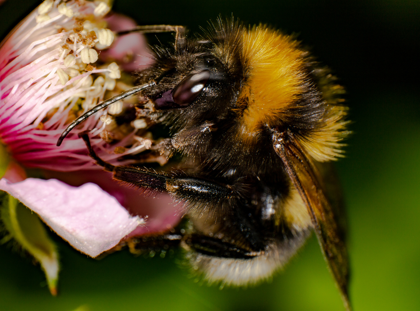 Hummel bei der Arbeit