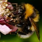 Hummel bei der Arbeit