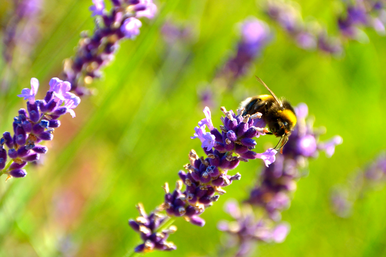 Hummel bei der Arbeit