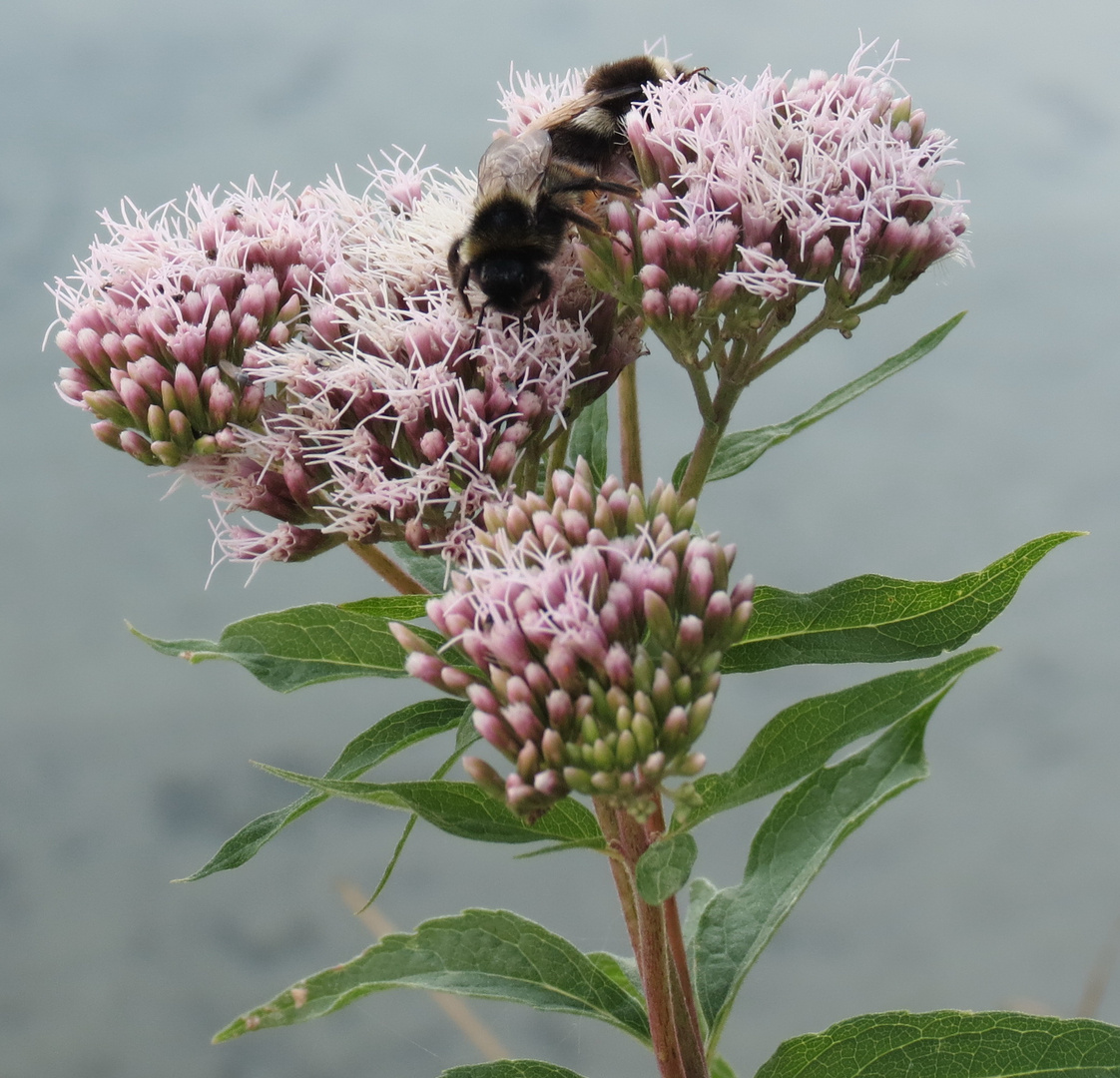 Hummel bei der Arbeit