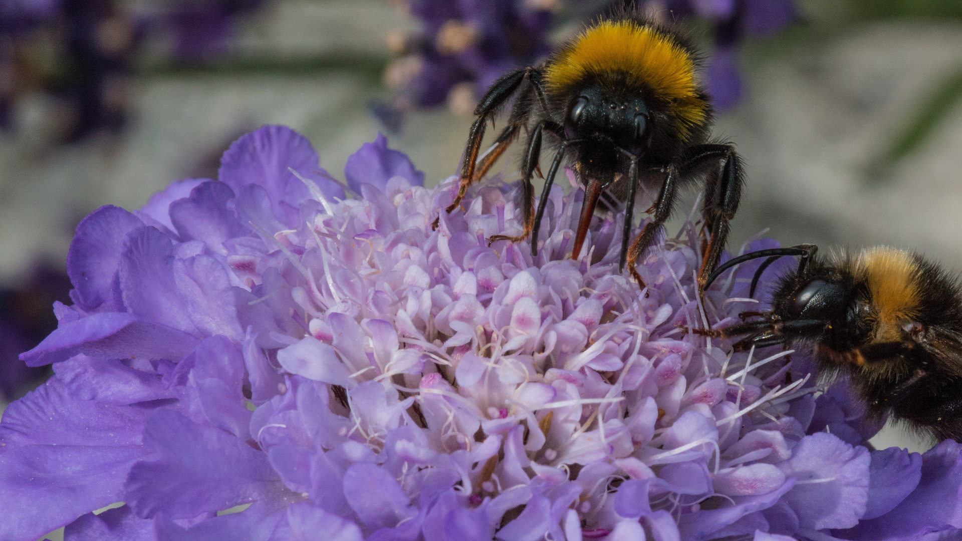 Hummel bei der Arbeit