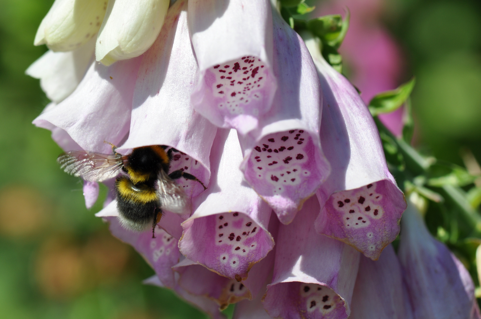 Hummel bei der Arbeit