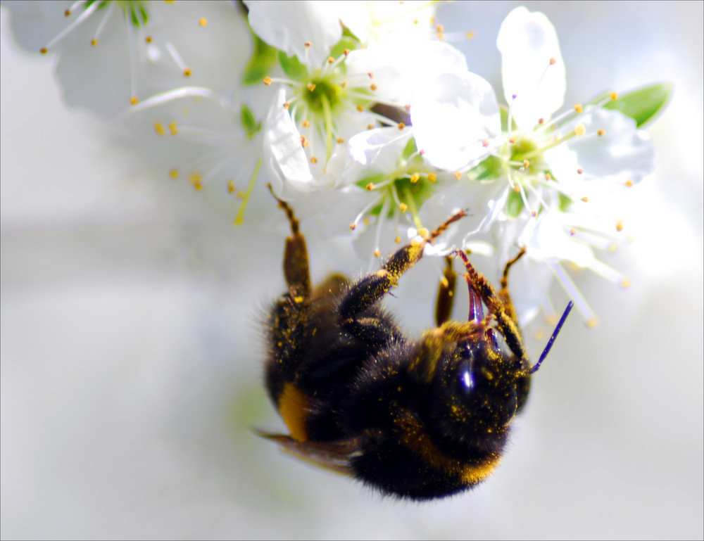 Hummel bei der Arbeit