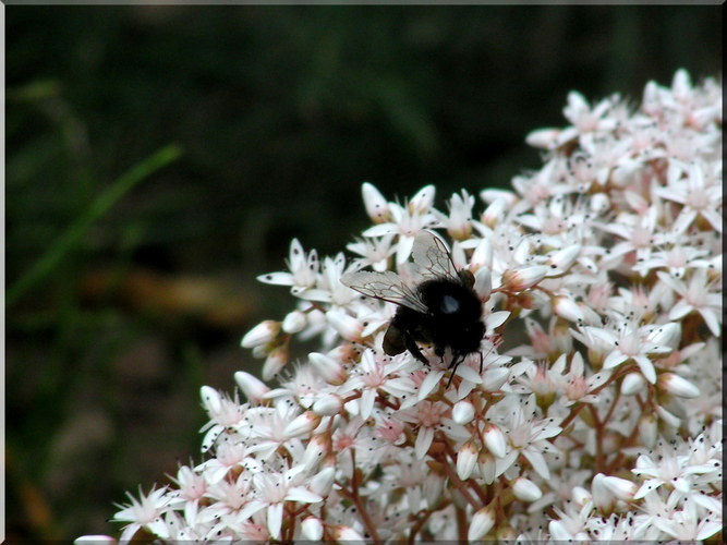 Hummel bei der Arbeit