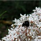 Hummel bei der Arbeit