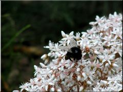 Hummel bei der Arbeit