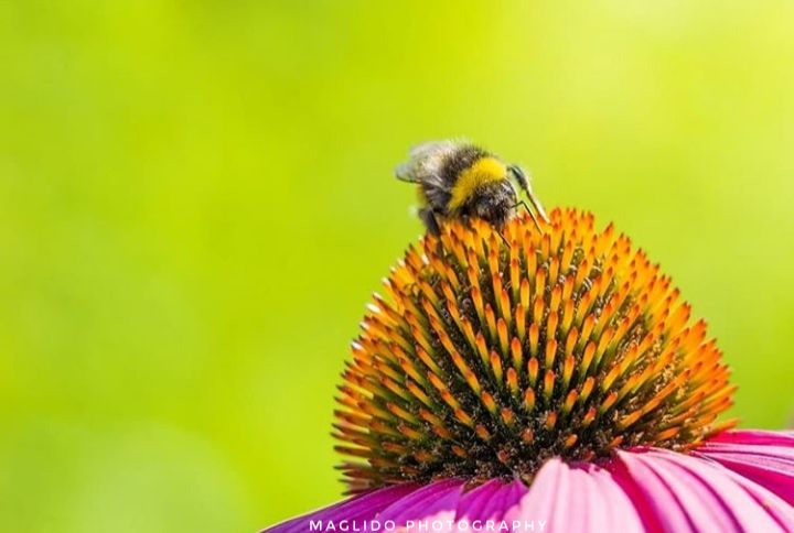 Hummel bei der Arbeit