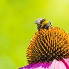 Hummel bei der Arbeit