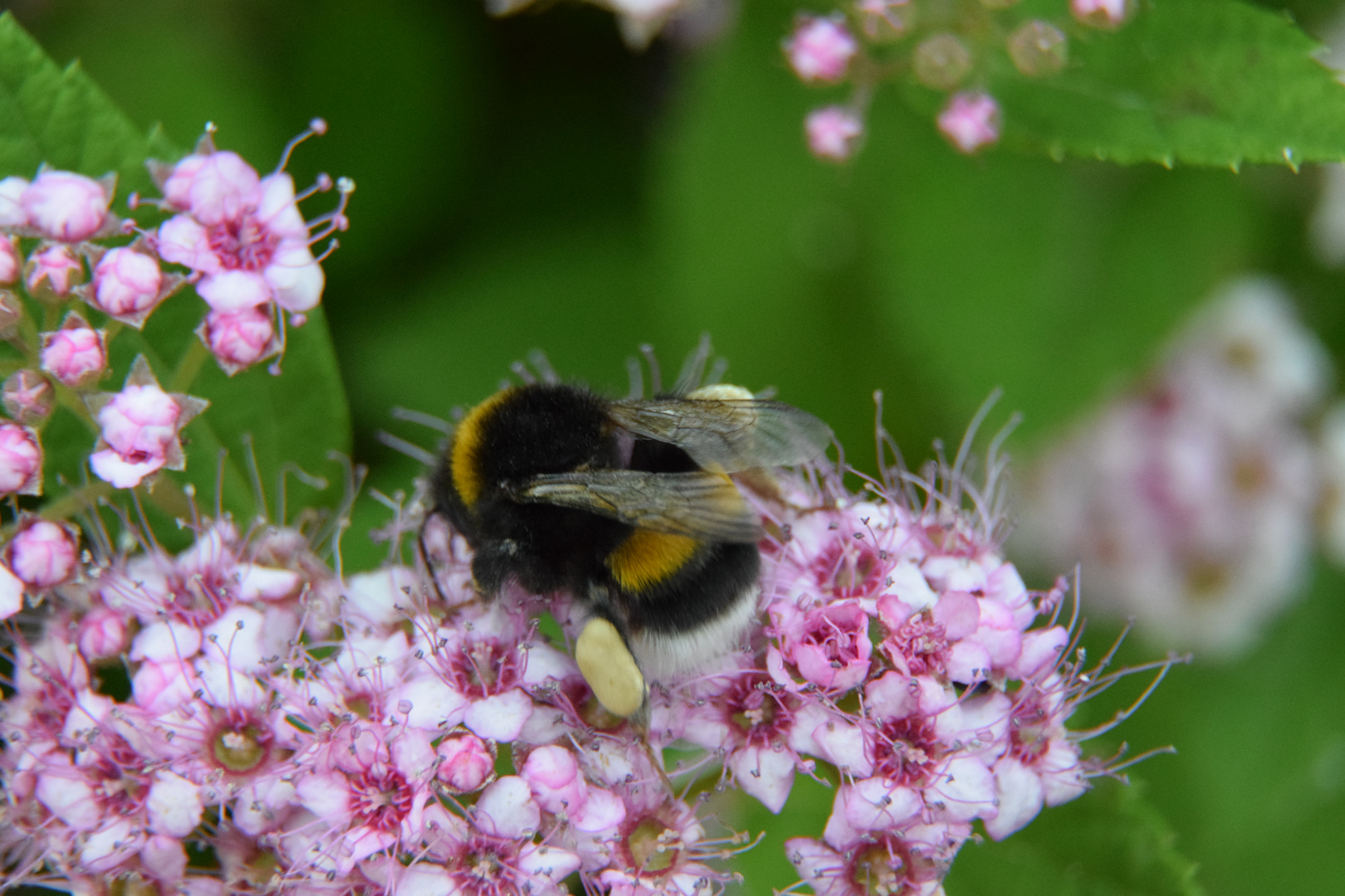 Hummel bei der Arbeit