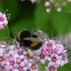 Hummel bei der Arbeit