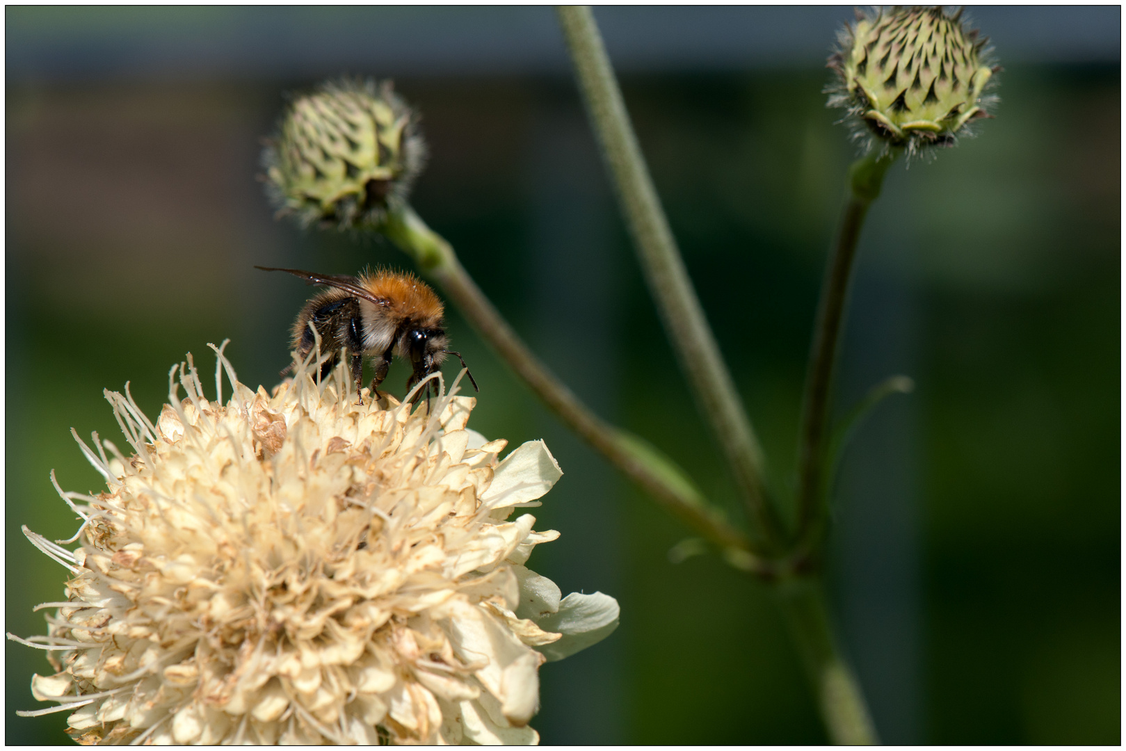 Hummel bei der Arbeit !