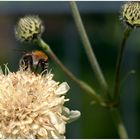 Hummel bei der Arbeit !