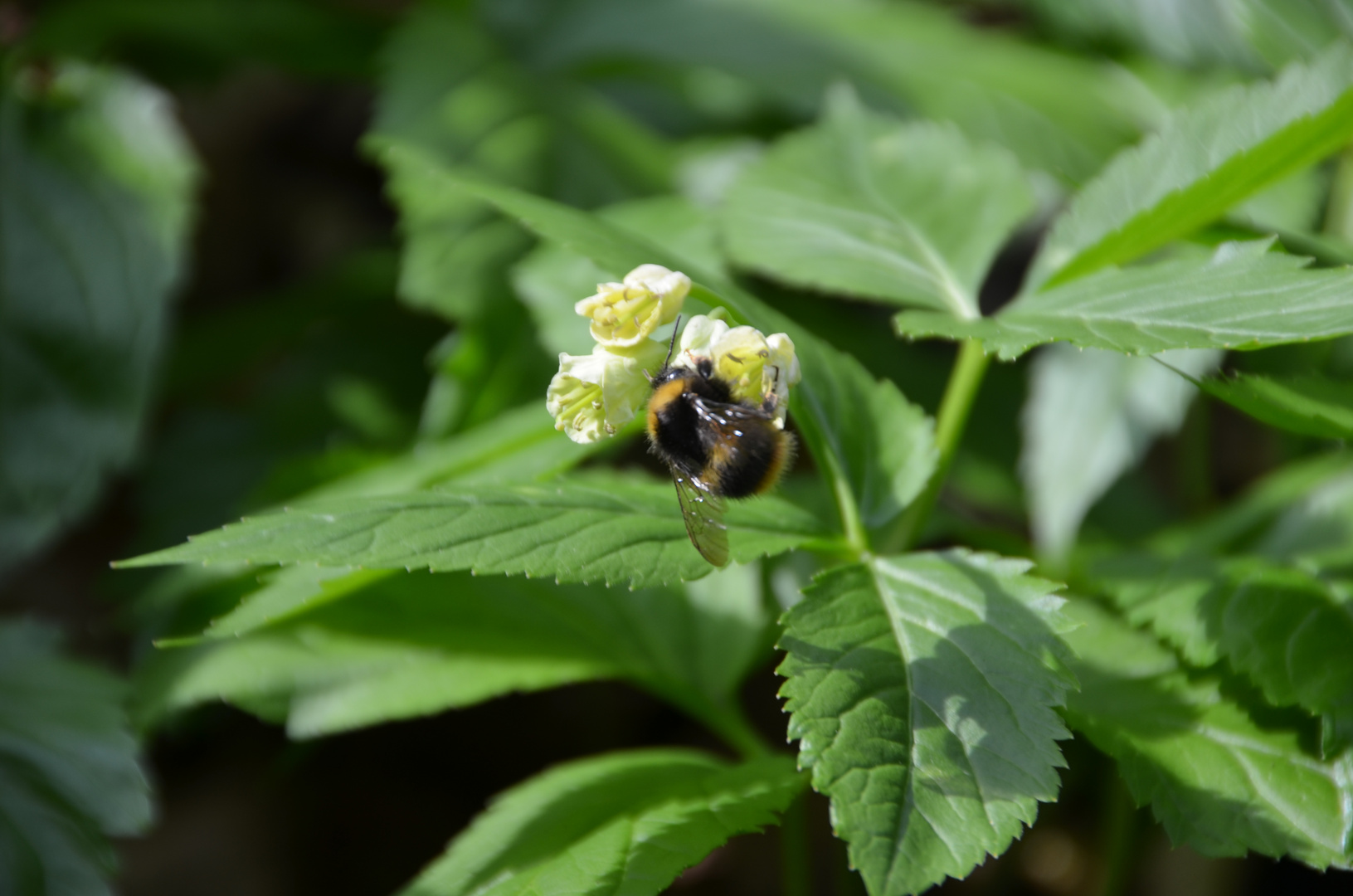 Hummel bei der Arbeit