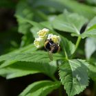 Hummel bei der Arbeit