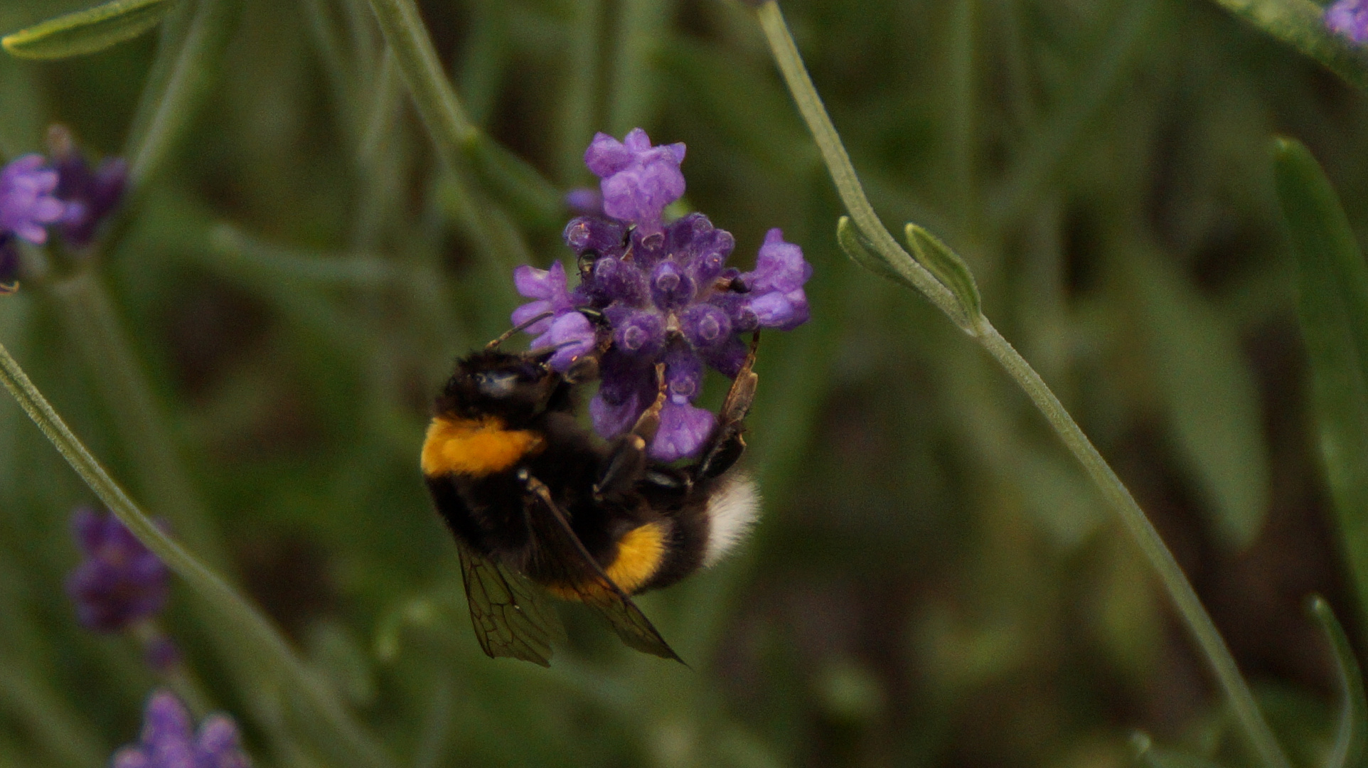 Hummel bei der Arbeit