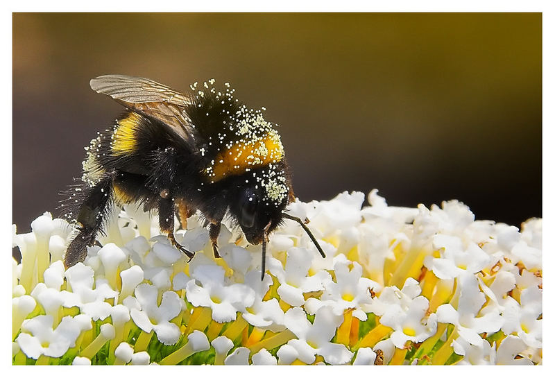 Hummel bei der Arbeit ...