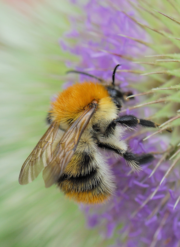 Hummel bei der Arbeit