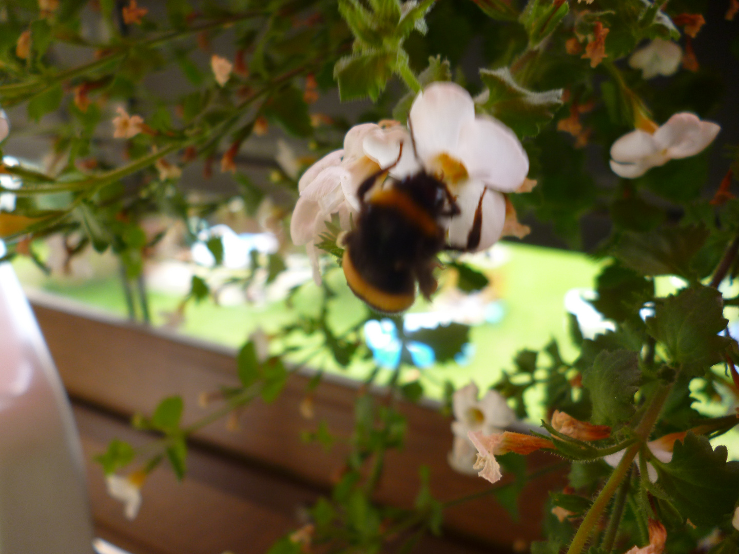 Hummel bei der Arbeit