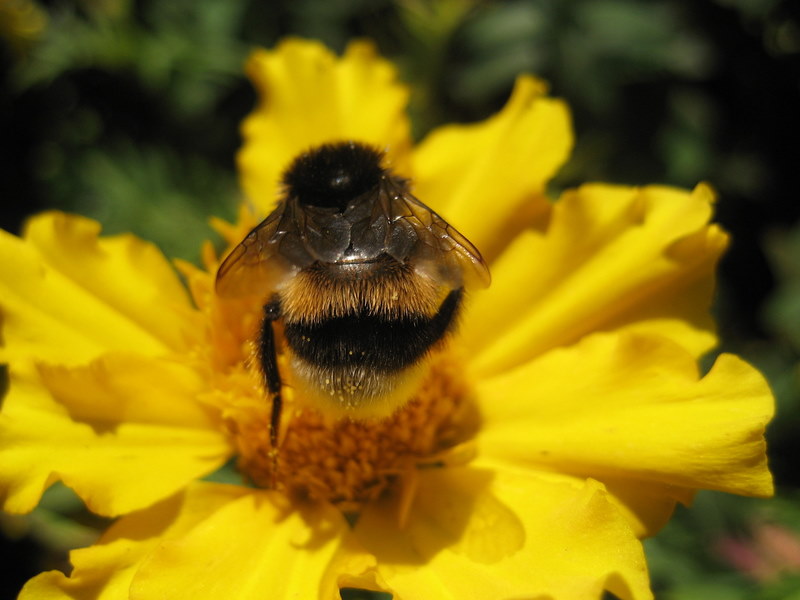 Hummel bei der Arbeit