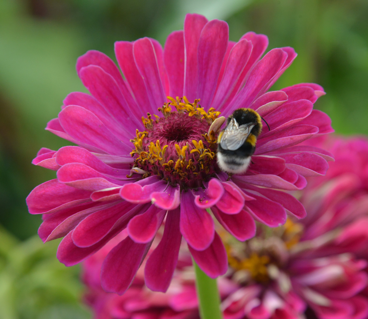 Hummel bei der Arbeit 